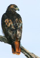 Red Tail Hawk - Massachusetts Wildlife